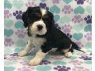 Cavalier King Charles Spaniel Puppy for sale in Durham, CA, USA