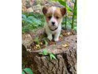 Pembroke Welsh Corgi Puppy for sale in Asheboro, NC, USA