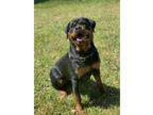 Rottweiler Puppy for sale in Tallahassee, FL, USA