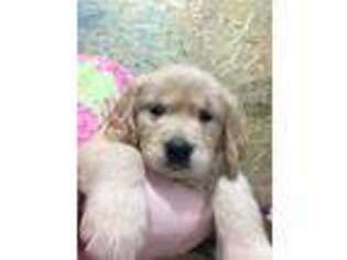 Golden Retriever Puppy for sale in Stevens, PA, USA