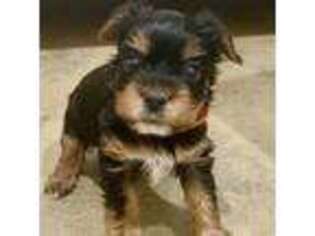 Yorkshire Terrier Puppy for sale in Dawson, TX, USA