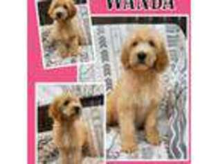Goldendoodle Puppy for sale in Keedysville, MD, USA
