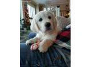 Golden Retriever Puppy for sale in Albion, ID, USA