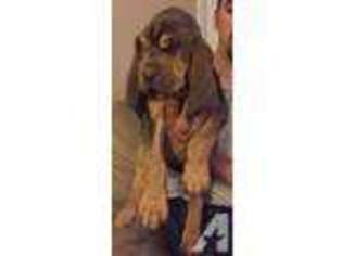 Bloodhound Puppy for sale in DOVER, PA, USA