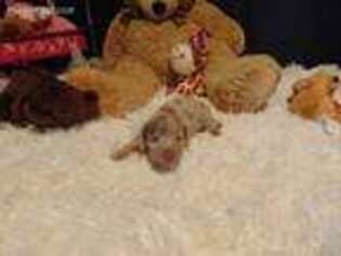 Dachshund Puppy for sale in Jefferson City, MO, USA