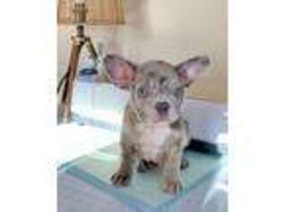 French Bulldog Puppy for sale in Salem, UT, USA