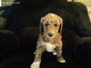 Labradoodle Puppy for sale in Gaffney, SC, USA
