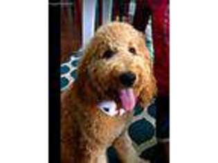 Labradoodle Puppy for sale in Cameron, NC, USA