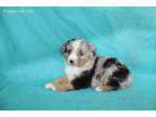 Miniature Australian Shepherd Puppy for sale in Canton, OH, USA