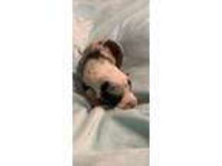 Pembroke Welsh Corgi Puppy for sale in Sherman, TX, USA