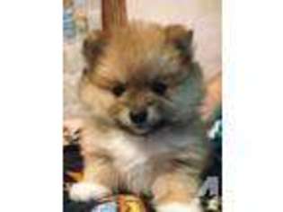Pomeranian Puppy for sale in POTSDAM, NY, USA