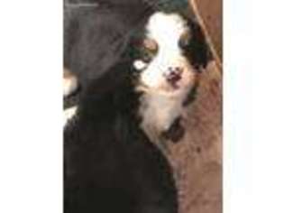Bernese Mountain Dog Puppy for sale in Acushnet, MA, USA