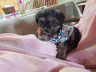 Yorkshire Terrier Puppy for sale in Auburn, IN, USA