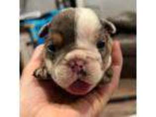Bulldog Puppy for sale in Cleveland, TN, USA