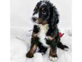 Mutt Puppy for sale in Ligonier, IN, USA