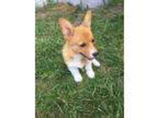 Cardigan Welsh Corgi Puppy for sale in Gillette, WY, USA