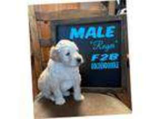 Goldendoodle Puppy for sale in Scottsville, KY, USA
