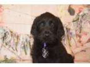 Labradoodle Puppy for sale in East Palestine, OH, USA