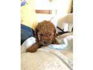Mutt Puppy for sale in West Liberty, IL, USA