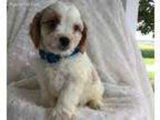 Cavapoo Puppy for sale in Warsaw, NY, USA