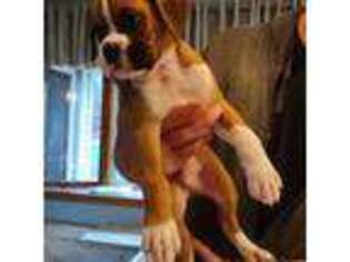 Boxer Puppy for sale in Homer Glen, IL, USA