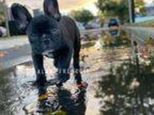 French Bulldog Puppy for sale in Valley Stream, NY, USA