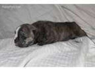 Olde English Bulldogge Puppy for sale in Fresno, CA, USA