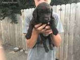 Boykin Spaniel Puppy for sale in Spokane Valley, WA, USA