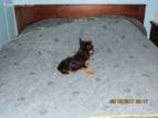 Yorkshire Terrier Puppy for sale in Coshocton, OH, USA