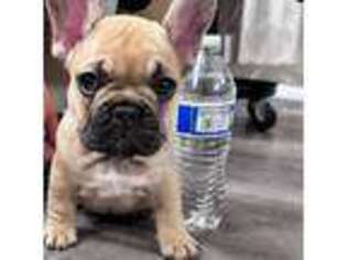 French Bulldog Puppy for sale in Suisun City, CA, USA