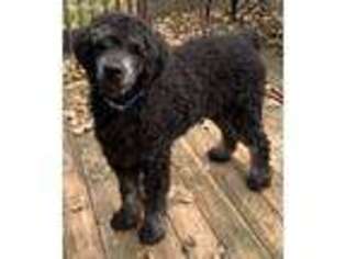 Mutt Puppy for sale in Zumbro Falls, MN, USA
