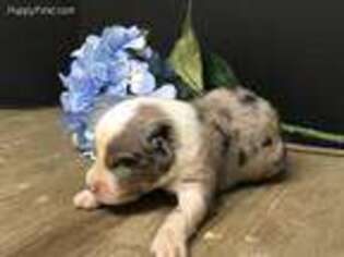 Australian Shepherd Puppy for sale in Terrell, TX, USA