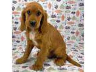Mutt Puppy for sale in Ipswich, SD, USA