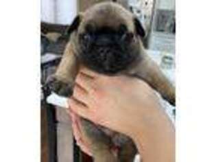 French Bulldog Puppy for sale in Scotch Plains, NJ, USA