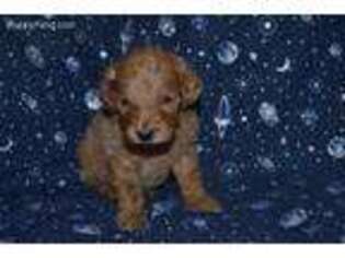 Goldendoodle Puppy for sale in Bloomington, IN, USA