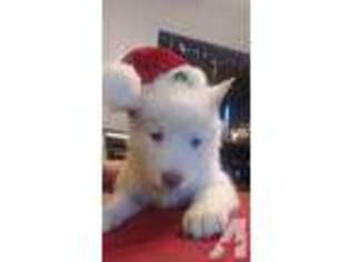Siberian Husky Puppy for sale in HILTON, NY, USA