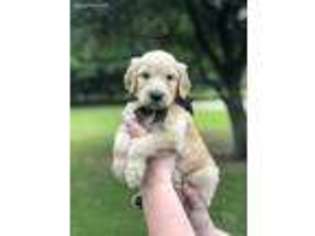 Goldendoodle Puppy for sale in Ville Platte, LA, USA