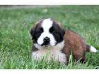 Saint Bernard Puppy for sale in Syracuse, IN, USA