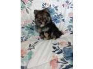 Pomeranian Puppy for sale in Phelan, CA, USA