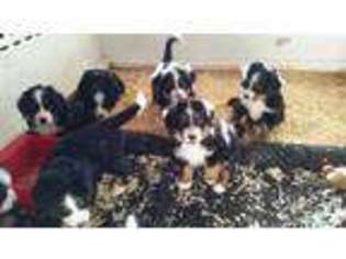 Bernese Mountain Dog Puppy for sale in BEVERLY HILLS, CA, USA