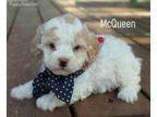 Cavachon Puppy for sale in Oppelo, AR, USA