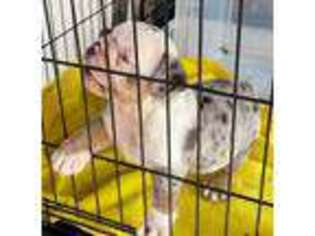 Bulldog Puppy for sale in Natalia, TX, USA