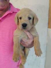Labradoodle Puppy for sale in Webster, FL, USA