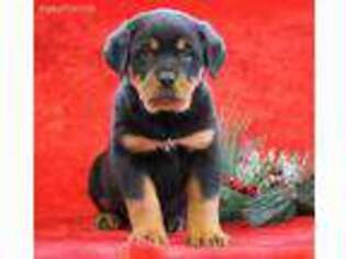 Rottweiler Puppy for sale in Holmesville, OH, USA