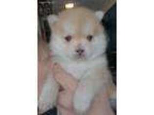 Pomeranian Puppy for sale in Scio, OR, USA