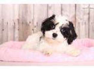 Cavachon Puppy for sale in Columbus, OH, USA