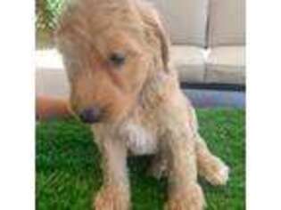 Goldendoodle Puppy for sale in Victorville, CA, USA