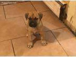 Boerboel Puppy for sale in Monroe, NY, USA