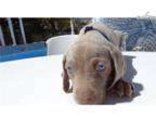 Weimaraner Puppy for sale in Las Vegas, NV, USA
