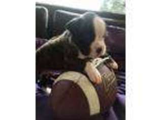 Boxer Puppy for sale in Spartanburg, SC, USA